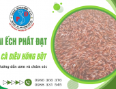 Hướng Dẫn Ươm Và Chăm Sóc Cá Diêu Hồng Bột Hiệu Quả