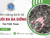 Tiềm năng kinh tế nuôi Ba Ba giống tại Việt Nam