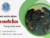 Cách Phòng Ngừa Bệnh Khi Nuôi Ếch Trong Mùa Mưa: Hướng Dẫn Toàn Diện Cho Người Nuôi