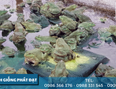 Trại Ếch Giống Phát Đạt  - địa chỉ cung cấp các loại ếch bố, mẹ, ếch thịt uy tín tại tp HCM