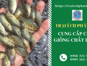 Địa chỉ cung cấp Cá Rô giống uy tín tại TP.HCM