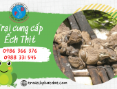 Trại Cung Cấp Ếch Thịt An Toàn Chất Lượng Cho Các Nhà Hàng, Quán Ăn