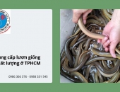 Trại Ếch Phát Đạt cung cấp lươn giống chất lượng, giá tốt ở TPHCM