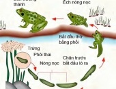 Hướng Dẫn Cho Ếch Sinh Sản Đạt Tỉ Lệ Đậu Cao