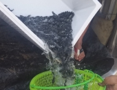 Nên tìm nguồn cá rô giống ở đâu 