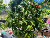 Bạn Sẽ Bất Ngờ Khi Biết Lợi Ích Của Việc Sử Dụng Dịch Trùn Quế Trong Trồng Trọt
