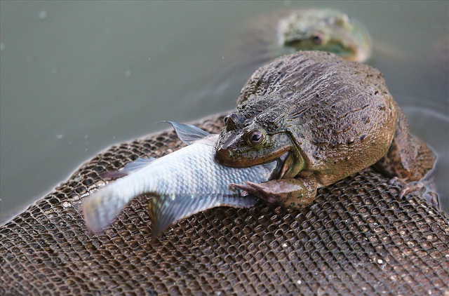 7 loại bệnh thường gặp ở ếch thương phẩm và cơ sở cung cấp ếch giống chất lượng tại Củ Chi