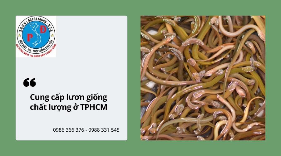 Trại Ếch Phát Đạt cung cấp lươn giống chất lượng, giá tốt ở TPHCM